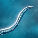 تحميل-لعبه-bionix-spore-evolution-sim-3d.webp